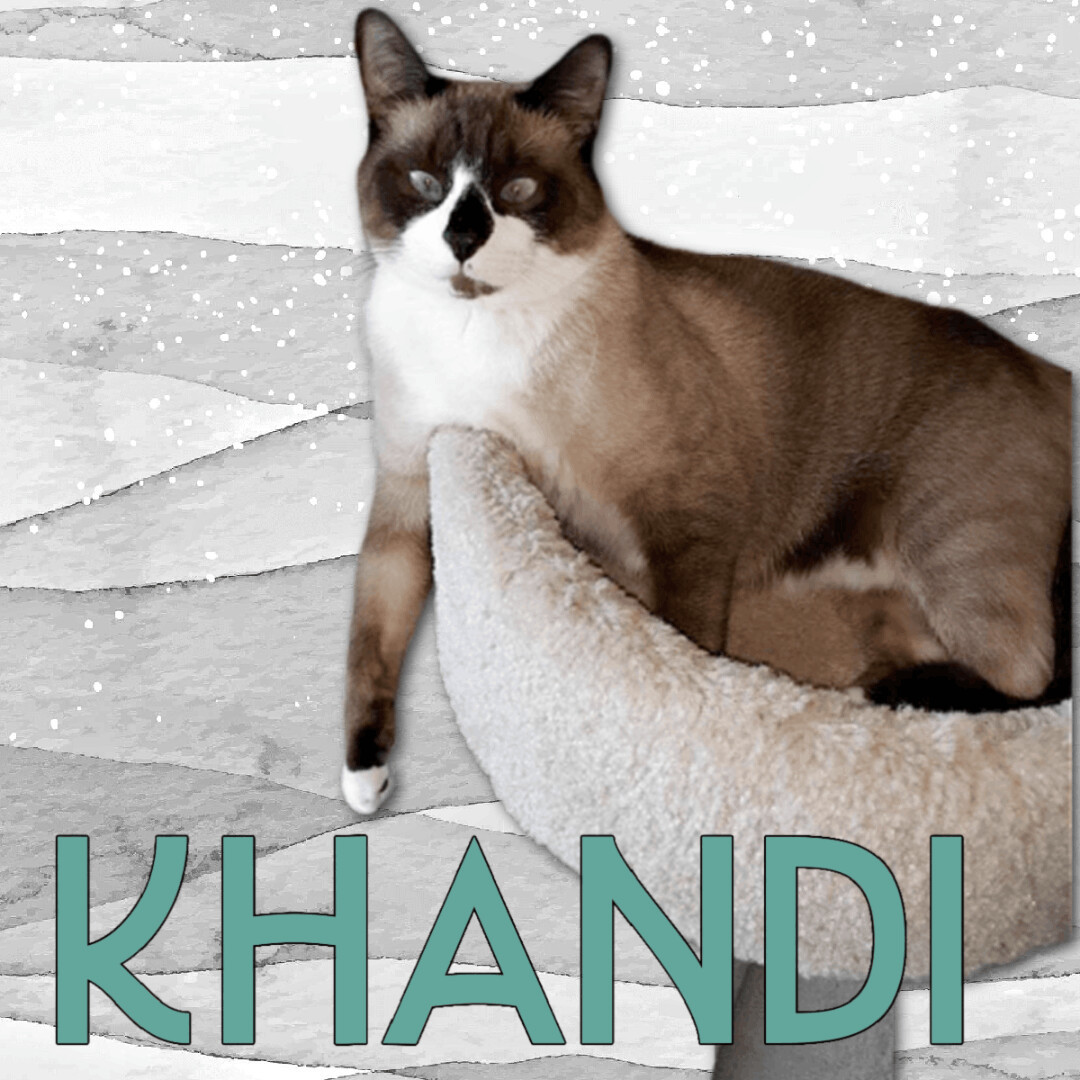 Khandi, an adoptable Siamese, Snowshoe in Pittstown, NJ, 08867 | Photo Image 1