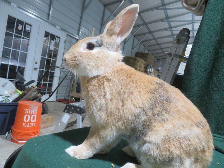 Boo!, an adopted Bunny Rabbit in East Syracuse, NY_image-4