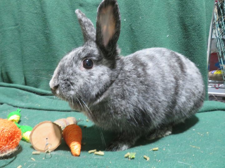 Bingo!, an adoptable Bunny Rabbit in East Syracuse, NY_image-1