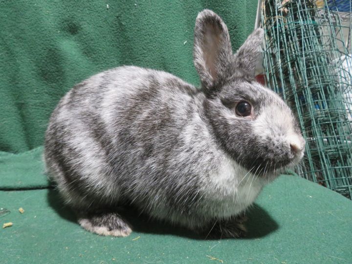 Bingo!, an adoptable Bunny Rabbit in East Syracuse, NY_image-3