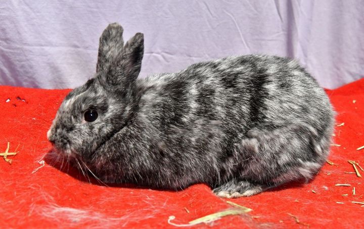 Bingo!, an adoptable Bunny Rabbit in East Syracuse, NY_image-4