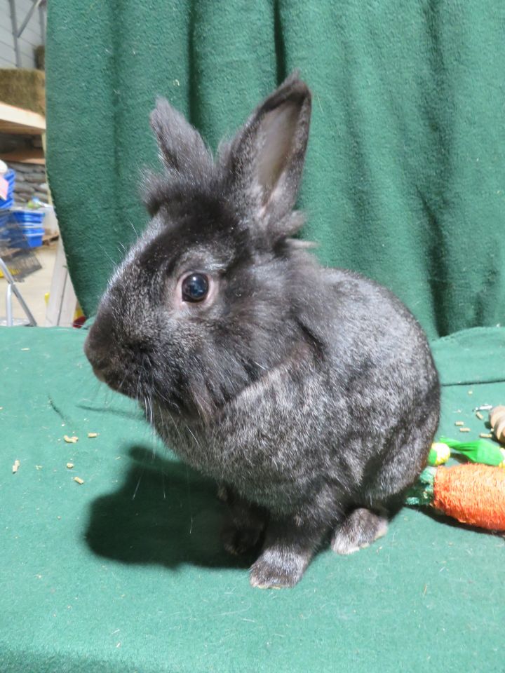 Excellent!, an adopted Bunny Rabbit in East Syracuse, NY_image-1