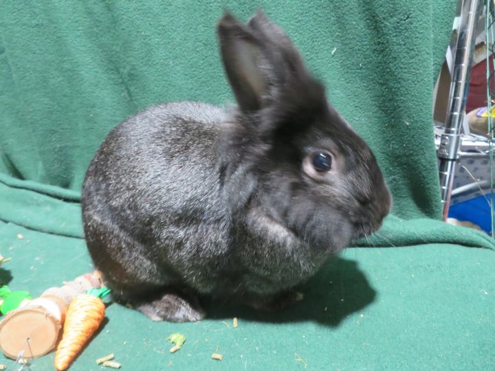 Excellent!, an adopted Bunny Rabbit in East Syracuse, NY_image-3