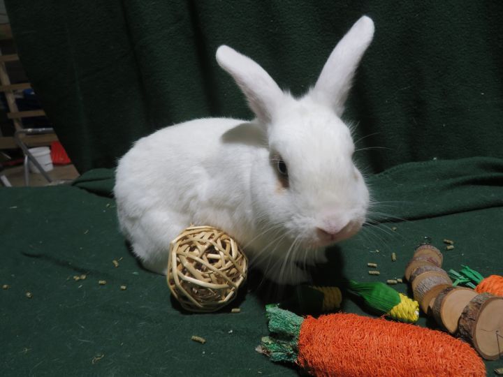 Awesome!, an adopted Bunny Rabbit in East Syracuse, NY_image-2