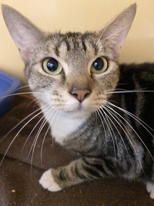 Iriquois, an adoptable Domestic Short Hair in Clarks Summit, PA_image-1