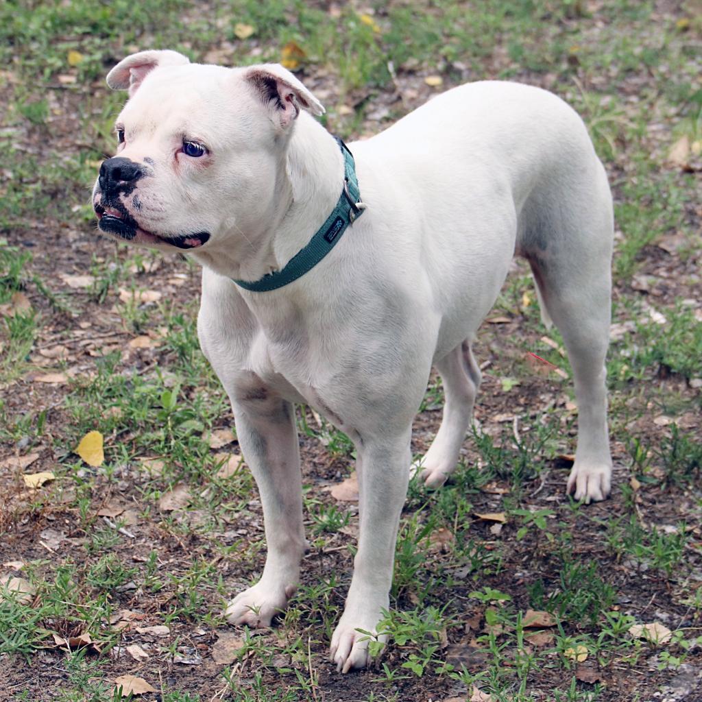 Gemma, an adoptable Boxer, Mixed Breed in Wichita, KS, 67208 | Photo Image 1