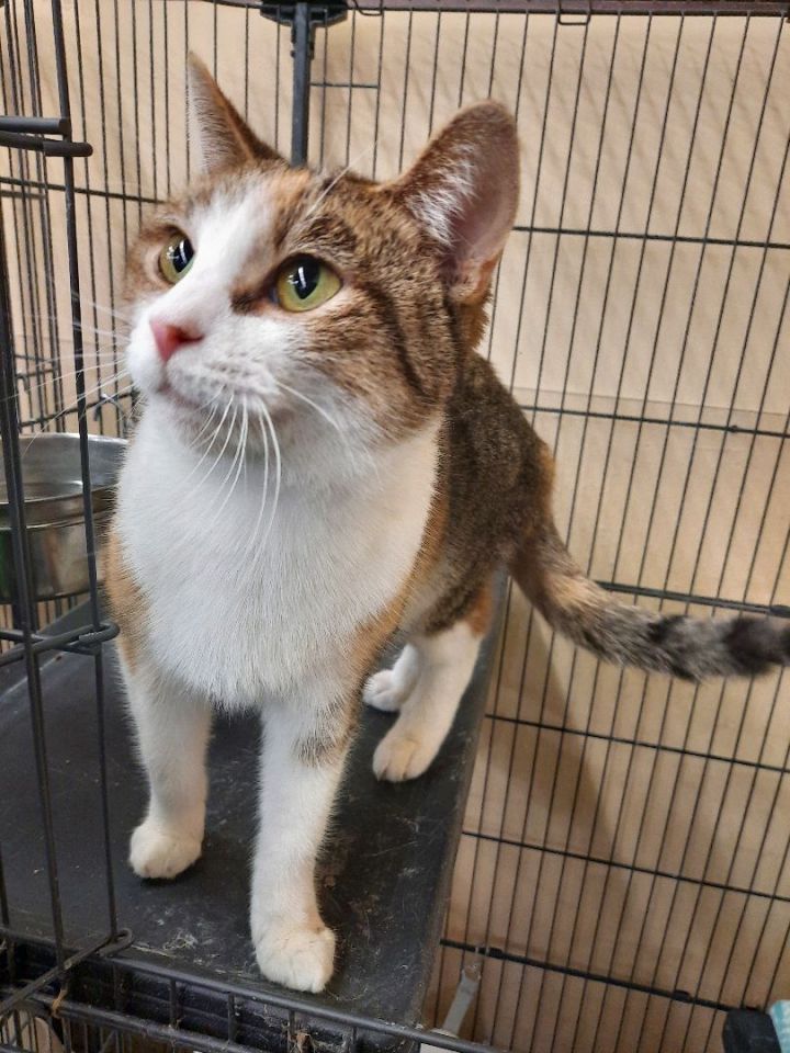 Maggie, an adoptable American Bobtail & Calico Mix in Louisville, KY_image-1