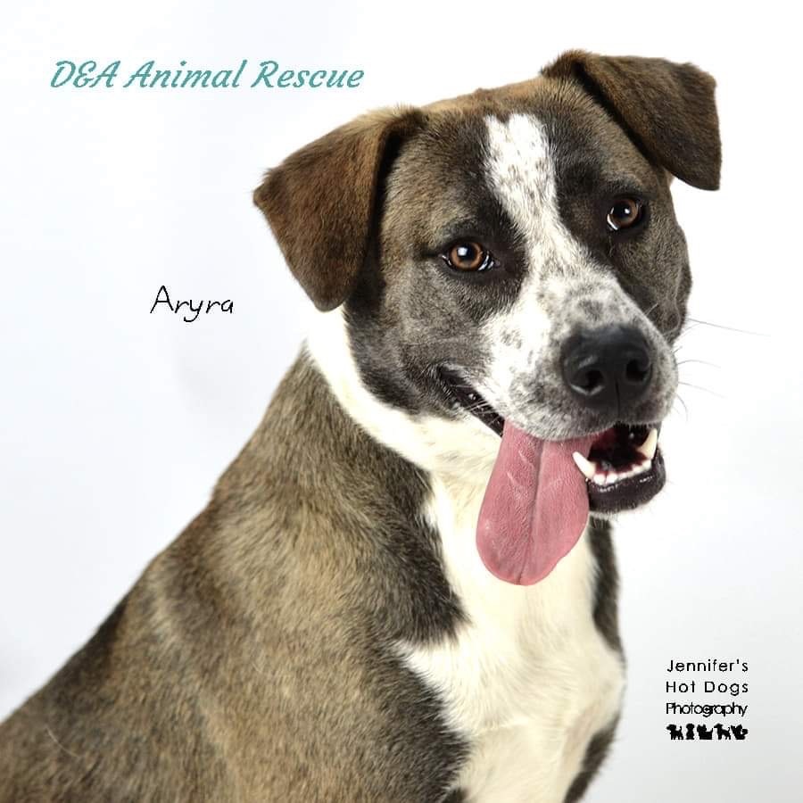 Arya, an adoptable Hound, Mixed Breed in Salem , OR, 97301 | Photo Image 1