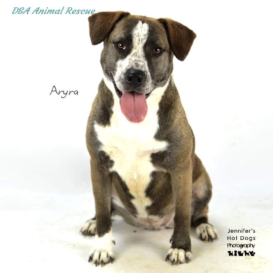 Arya, an adoptable Hound, Mixed Breed in Salem , OR, 97301 | Photo Image 4