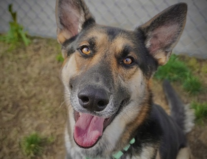 Walton, an adoptable German Shepherd Dog Mix in Fresno, CA_image-1