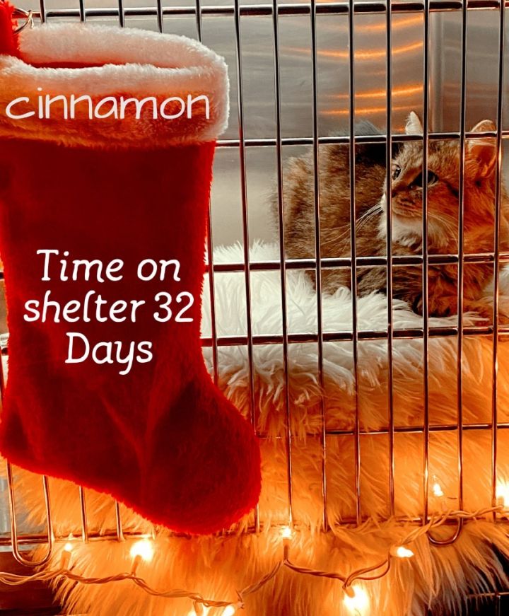 CINNAMON, an adoptable Domestic Short Hair in Wintersville, OH_image-1