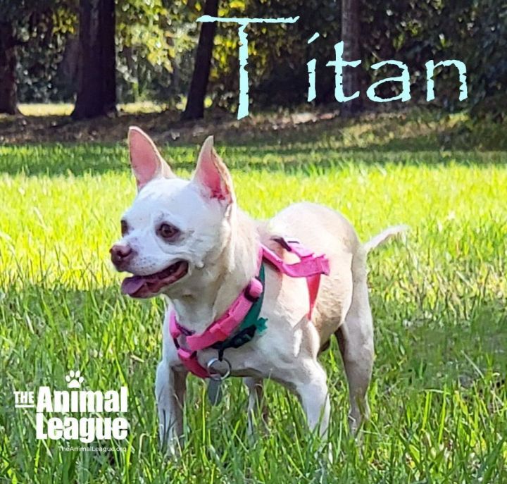 Titan, an adopted Chihuahua Mix in Clermont, FL_image-1