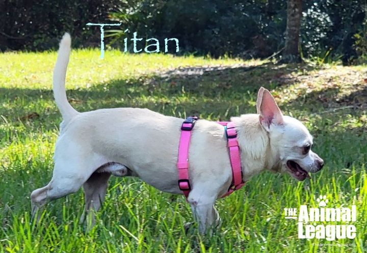 Titan, an adopted Chihuahua Mix in Clermont, FL_image-3