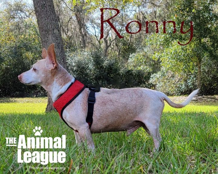 Ronny, an adopted Chihuahua Mix in Clermont, FL_image-3