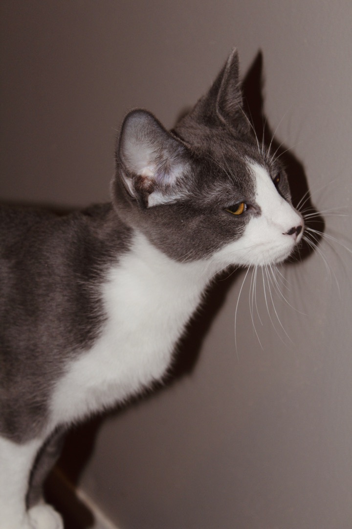 Goomba, an adopted Domestic Short Hair in Pullman, WA_image-5