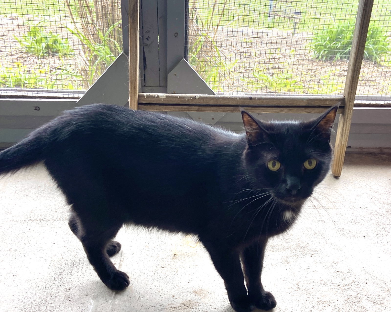 Doug, an adoptable Domestic Short Hair in Estherville, IA, 51334 | Photo Image 1