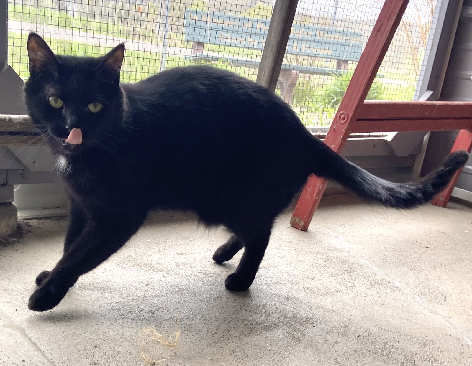 Doug, an adoptable Domestic Short Hair in Estherville, IA, 51334 | Photo Image 2