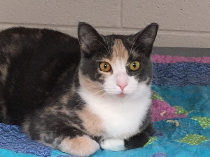 Darcy, an adoptable Dilute Calico in Monroe, MI_image-2