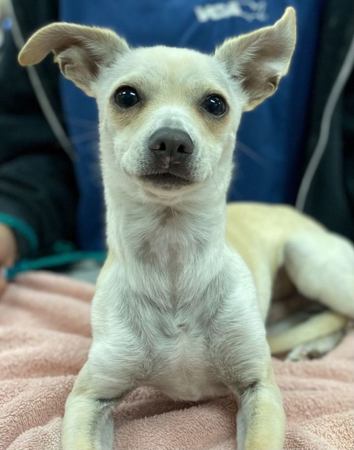 Zero 2 , an adoptable Chihuahua in Los Alamitos, CA_image-3