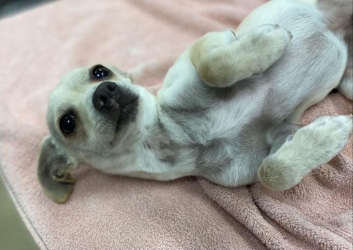 Zero 2 , an adoptable Chihuahua in Los Alamitos, CA_image-6