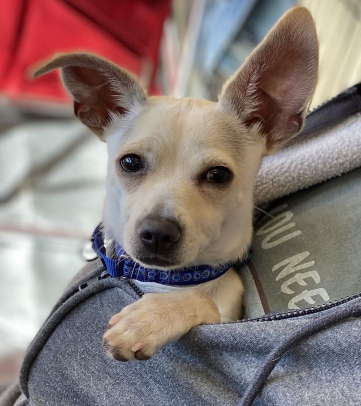 Zero 2 , an adoptable Chihuahua in Los Alamitos, CA_image-1