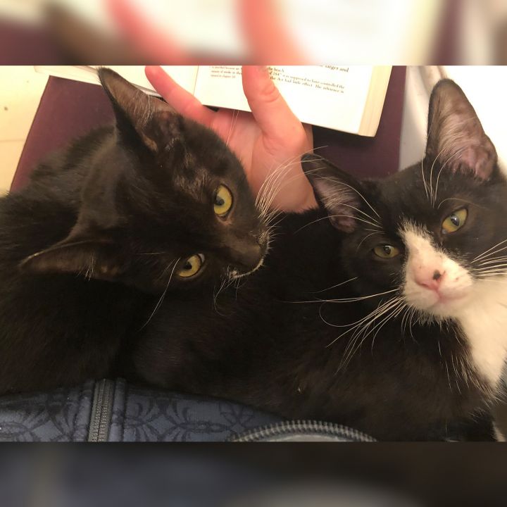 Nori & Poppy (Bonded Pair), an adopted Domestic Short Hair Mix in Minneapolis, MN_image-2