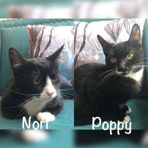 Nori & Poppy (Bonded Pair)