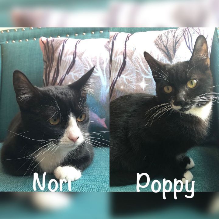 Nori & Poppy (Bonded Pair), an adopted Domestic Short Hair Mix in Minneapolis, MN_image-1