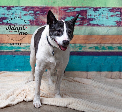 Shinzo, an adoptable Australian Cattle Dog / Blue Heeler, Border Collie in Salt Lake City, UT, 84117 | Photo Image 1