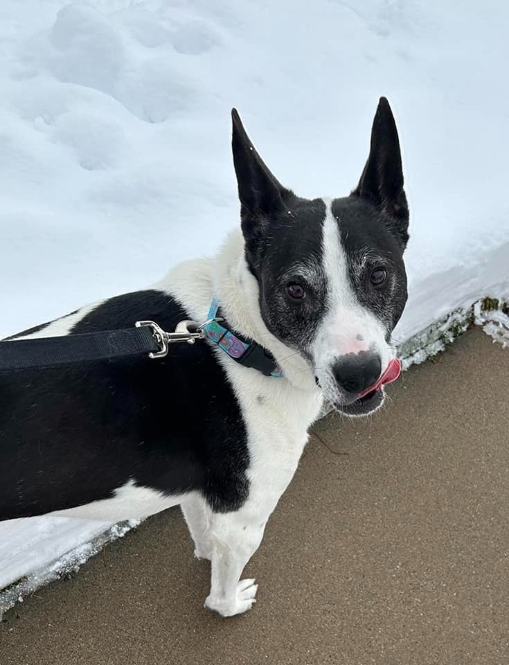 Shinzo, an adoptable Australian Cattle Dog / Blue Heeler, Border Collie in Salt Lake City, UT, 84117 | Photo Image 5