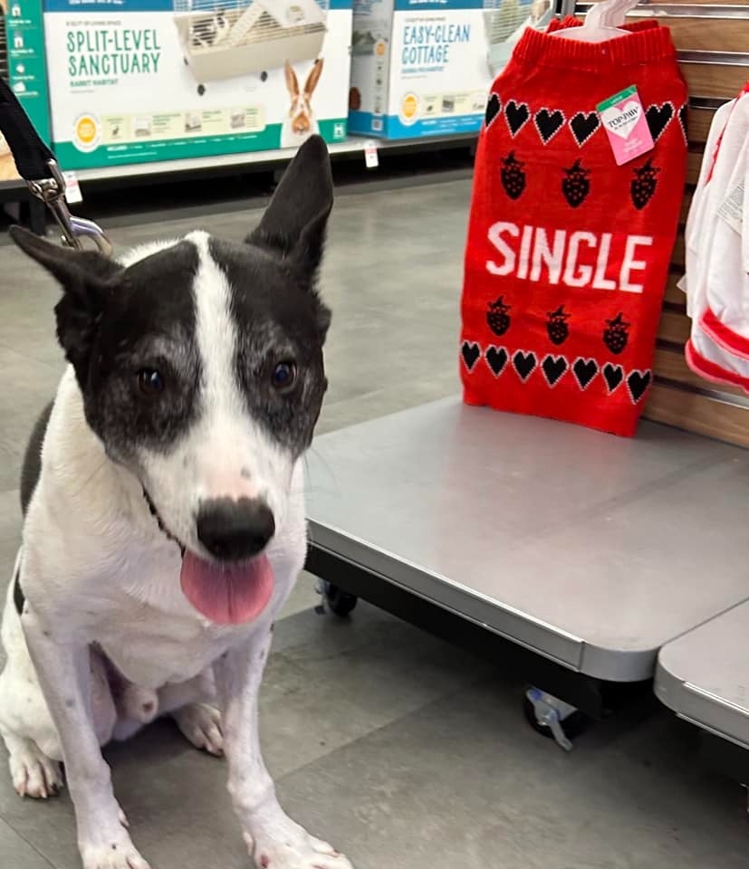 Shinzo, an adoptable Australian Cattle Dog / Blue Heeler, Border Collie in Salt Lake City, UT, 84117 | Photo Image 6