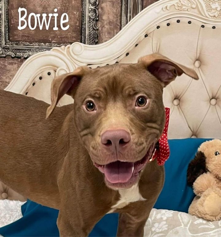 BOWIE, an adopted Terrier & Pit Bull Terrier Mix in Flint, MI_image-2