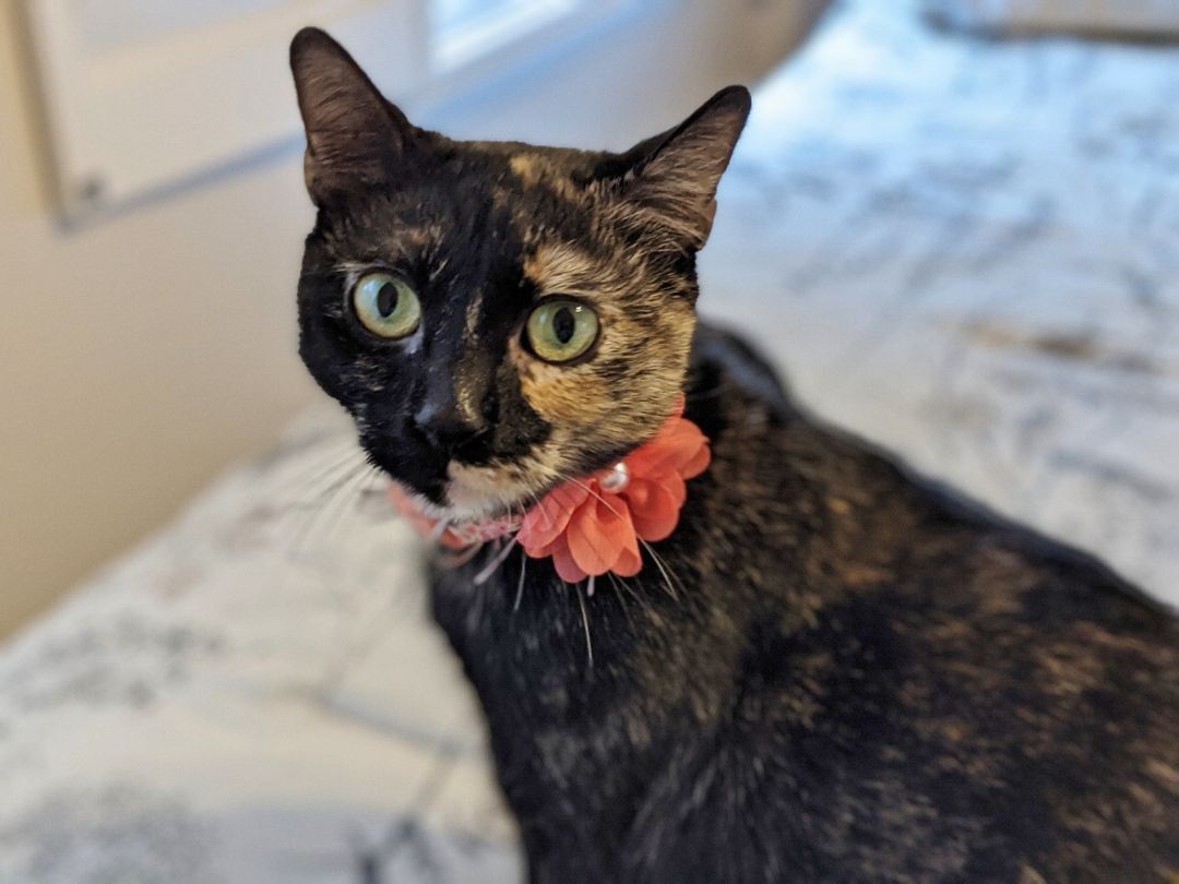 Whiskers, an adoptable Domestic Short Hair in Helena, AL, 35080 | Photo Image 1