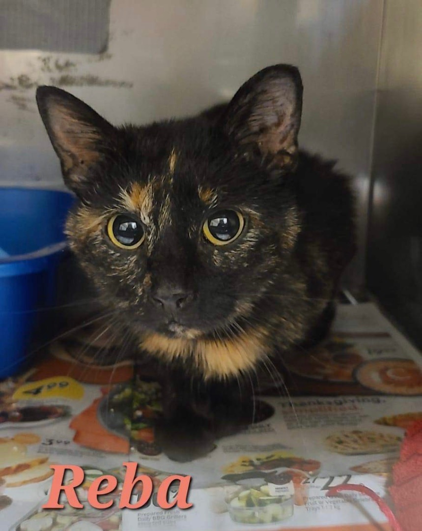 Reba, an adoptable Tortoiseshell in Humboldt , SK, S0K 2A0 | Photo Image 1