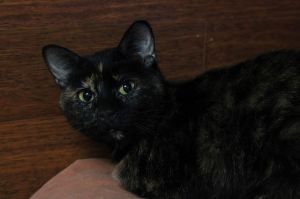 Pet