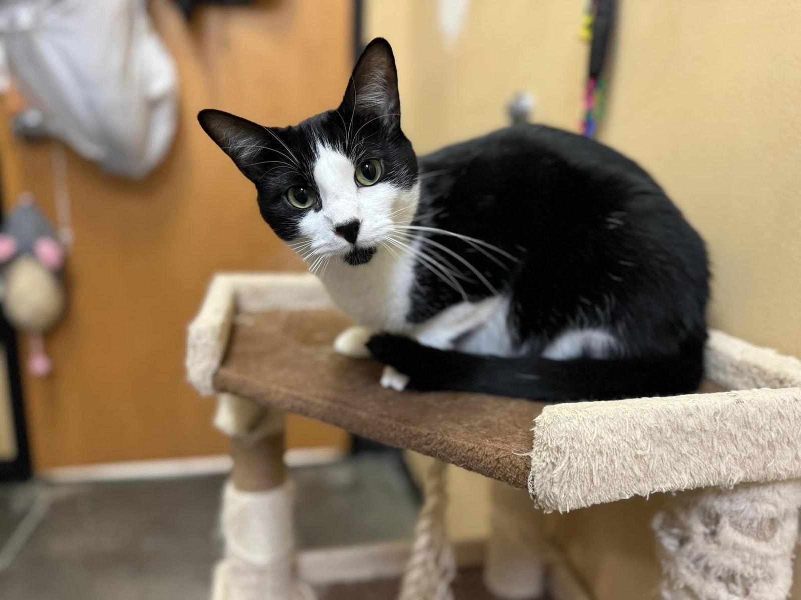 KANE BROWN, an adoptable Domestic Short Hair in Capshaw, AL, 35742 | Photo Image 1