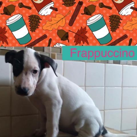 Frappuccino, an adoptable Labrador Retriever & Terrier Mix in Patterson, NY_image-2