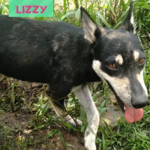 Lizzy, an adoptable Cattle Dog & Chihuahua Mix in Patterson, NY_image-2