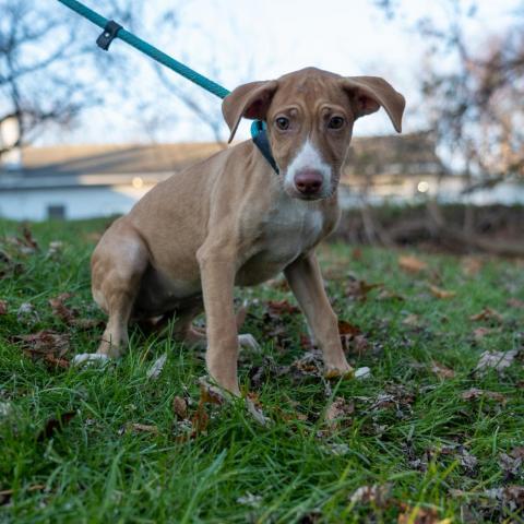 Latte, an adoptable Labrador Retriever & Terrier Mix in Patterson, NY_image-2