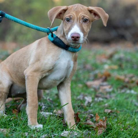 Latte, an adoptable Labrador Retriever & Terrier Mix in Patterson, NY_image-6
