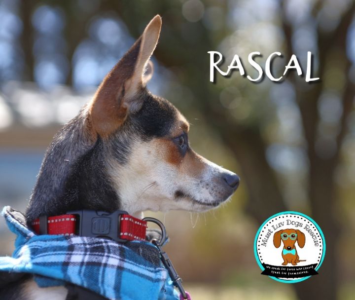 Rascal 6