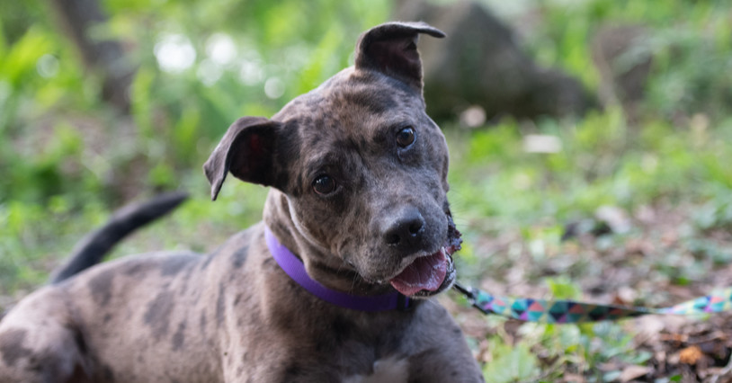 Ed, an adoptable Catahoula Leopard Dog in Orlando, FL, 32810 | Photo Image 1