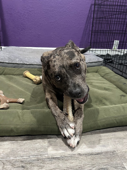 Ed, an adoptable Catahoula Leopard Dog in Orlando, FL, 32810 | Photo Image 2