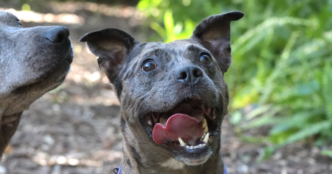 Ed, an adoptable Catahoula Leopard Dog in Orlando, FL, 32810 | Photo Image 3