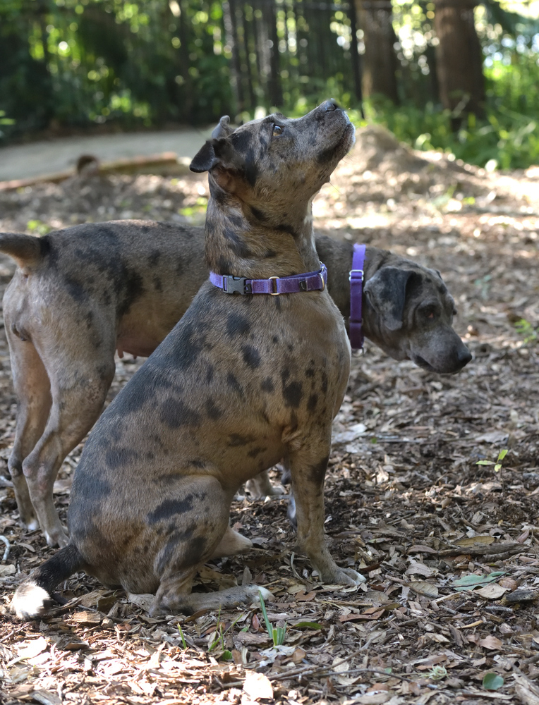 Ed, an adoptable Catahoula Leopard Dog in Orlando, FL, 32810 | Photo Image 4