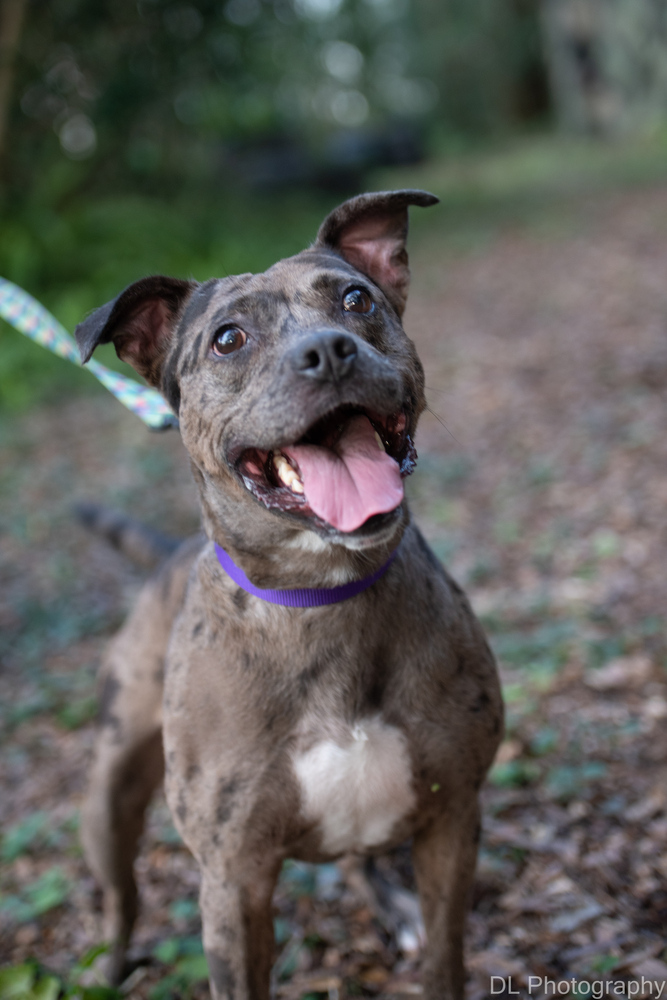 Ed, an adoptable Catahoula Leopard Dog in Orlando, FL, 32810 | Photo Image 5