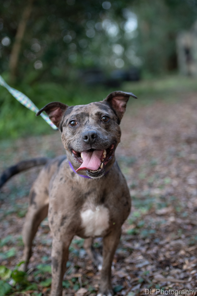 Ed, an adoptable Catahoula Leopard Dog in Orlando, FL, 32810 | Photo Image 6