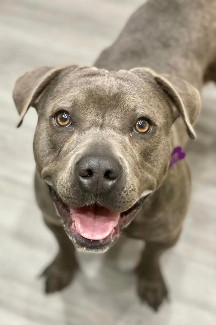 Raspberry, an adoptable American Staffordshire Terrier, Pit Bull Terrier in Springfield, MO, 65804 | Photo Image 1