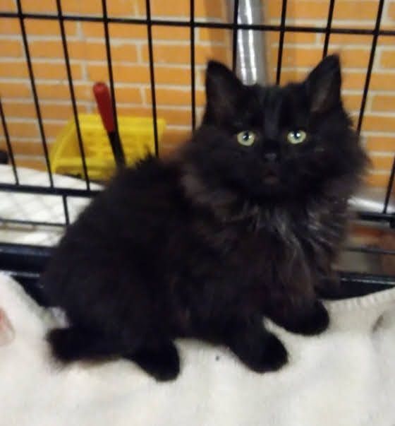 Topher, an adoptable Domestic Long Hair in Geneseo, IL, 61254 | Photo Image 1