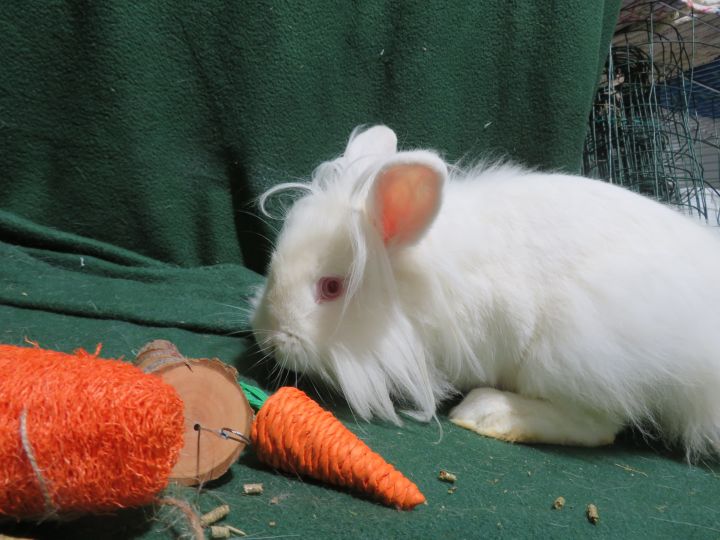 Yes!, an adoptable Bunny Rabbit in East Syracuse, NY_image-1